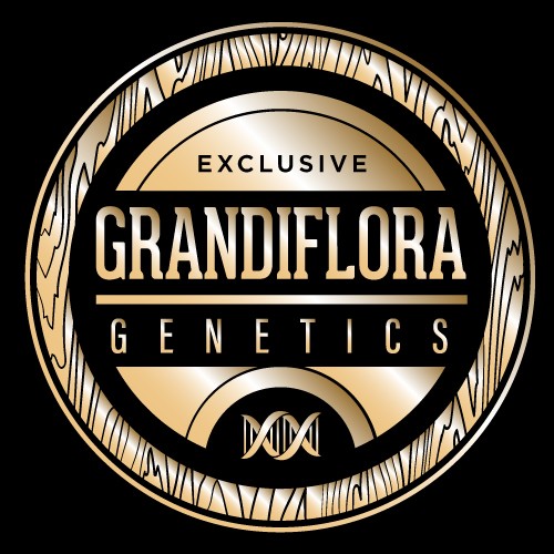 Grandiflora genetics