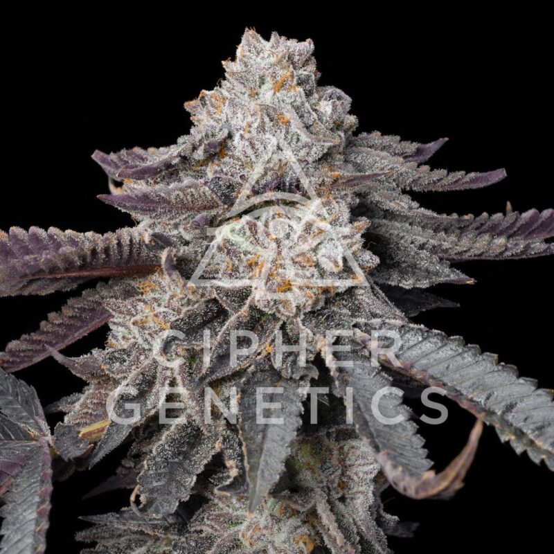 Cipher genetics-Prism oz (fems)