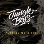 Jungle boys cannabis seeds