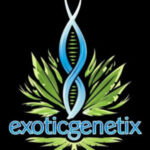 Exotic Genetix seeds